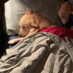 Meet your Posher, Vincie